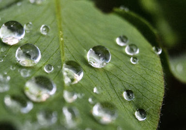 droplet and surface of plant